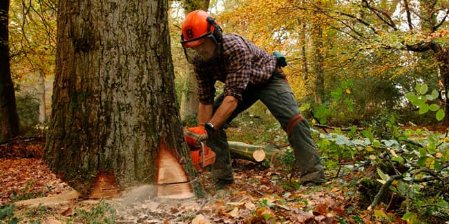 Trabajos forestales, tala y poda
