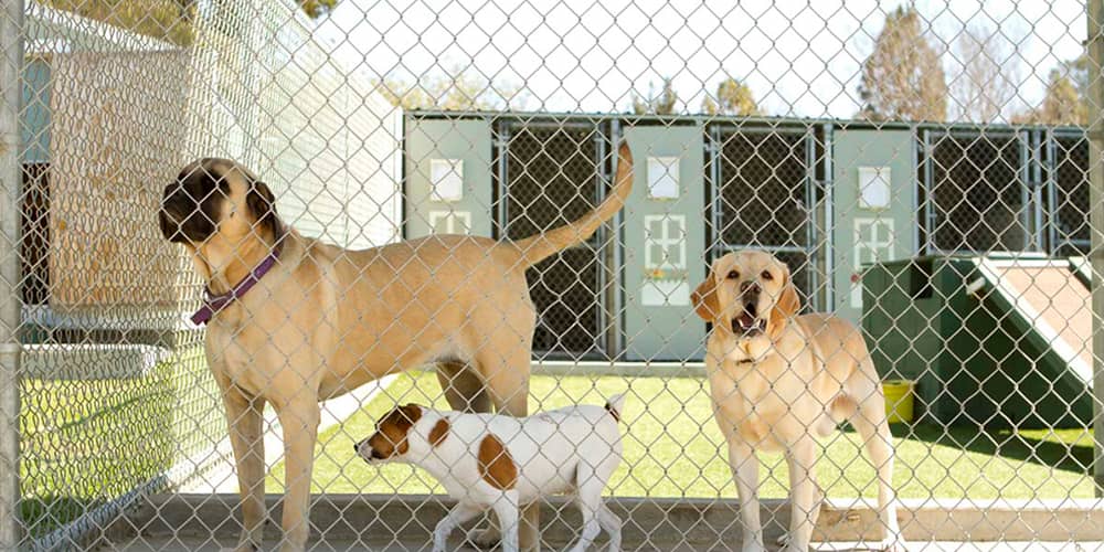 Cercas, recintos y vallas para perros